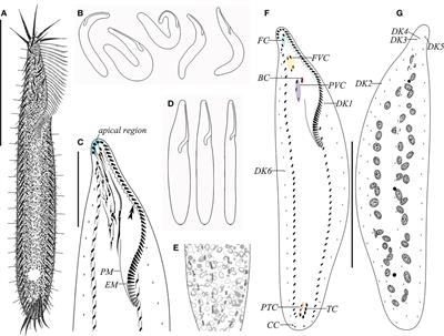 The description of a new brackish water ciliate species from China, Trachelostyla aestuarina n. sp., with a species key and biogeographic investigation for Trachelostyla (Ciliophora, Sporadotrichida)